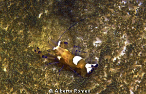 QA little crayfish on anemone by Alberto Romeo 